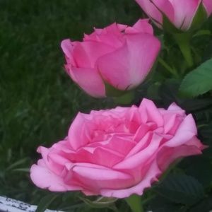 Meet your Posher, Elida